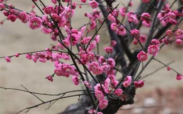 你不知道的庭院花园布置技巧及搭配方案