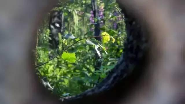 花园庭院植物设计|干货