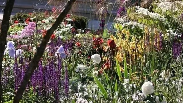 花园庭院植物设计|干货
