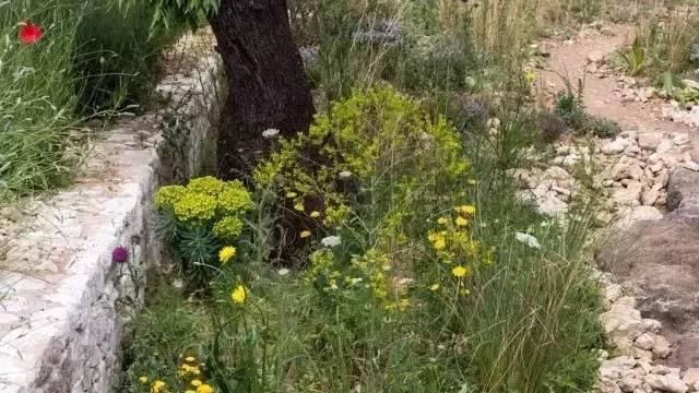 花园庭院植物设计|干货