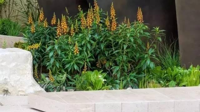 花园庭院植物设计|干货