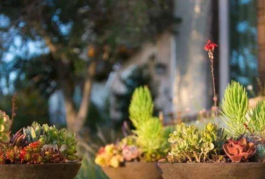 西班牙庭院里的那些事儿,学到的细节实在太多了