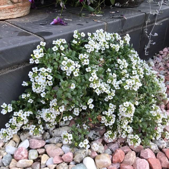 私家庭院花境维护需要多少工作量?