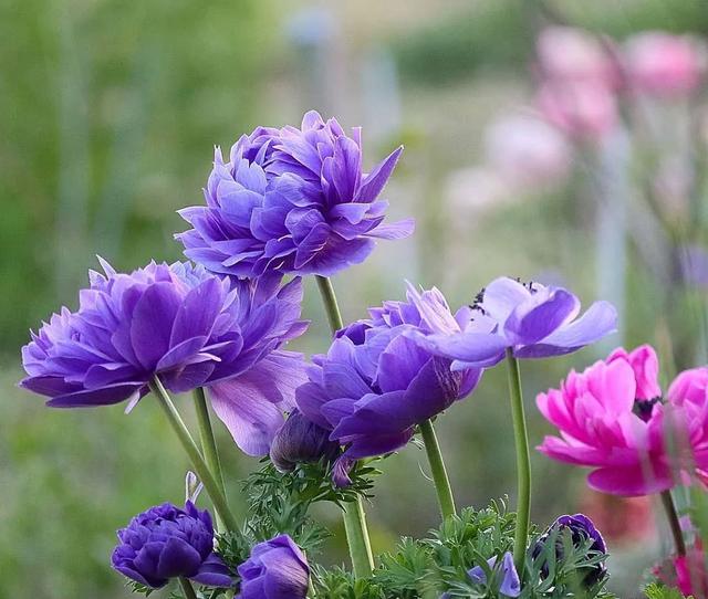 花境分类——你的庭院花境属哪一类？