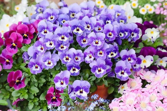 花境分类——你的庭院花境属哪一类？