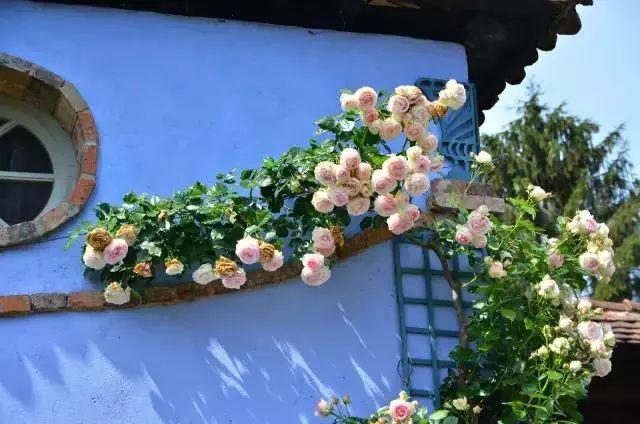 打造蓝色主题的花境和花园,给夏日花园带来凉意