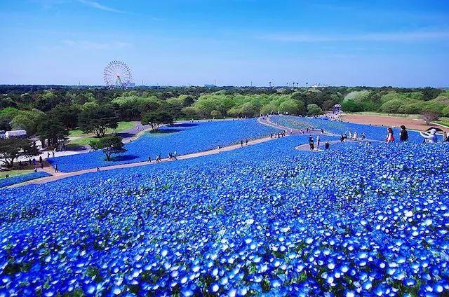 打造蓝色主题的花境和花园,给夏日花园带来凉意
