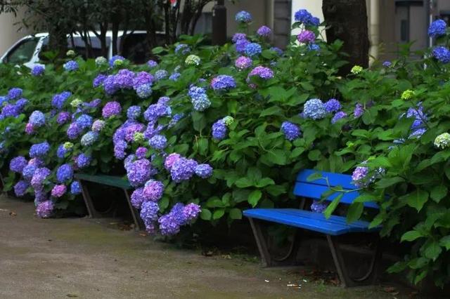 打造蓝色主题的花境和花园,给夏日花园带来凉意