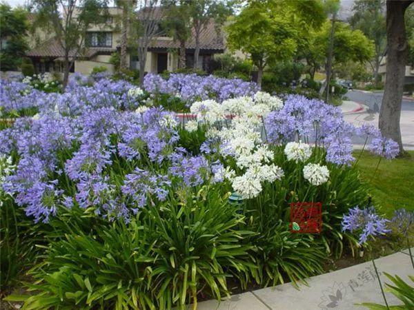 打造蓝色主题的花境和花园,给夏日花园带来凉意