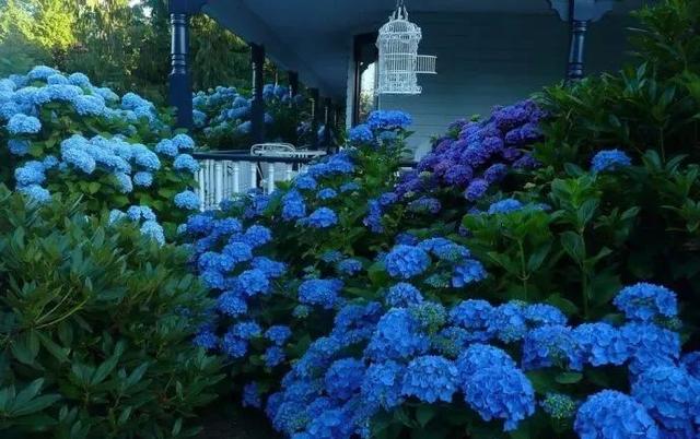 打造蓝色主题的花境和花园,给夏日花园带来凉意
