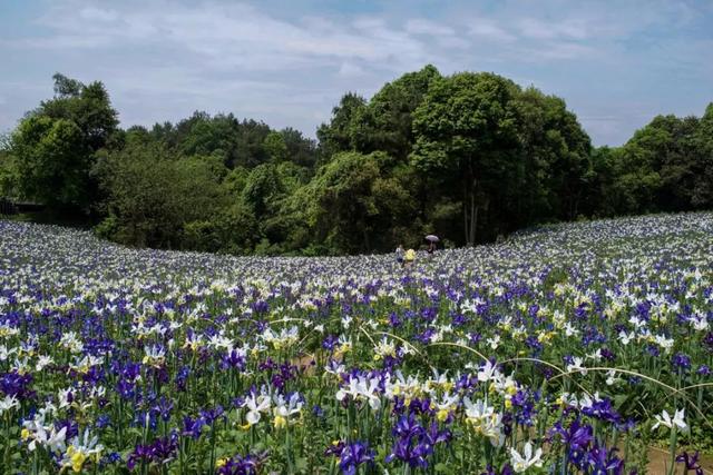 打造蓝色主题的花境和花园,给夏日花园带来凉意