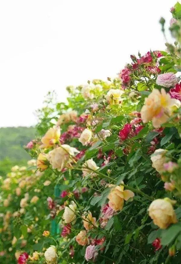 多多花园——没有围墙的私家花园,太撩人了