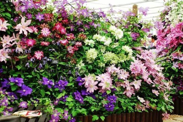 多多花园——没有围墙的私家花园,太撩人了