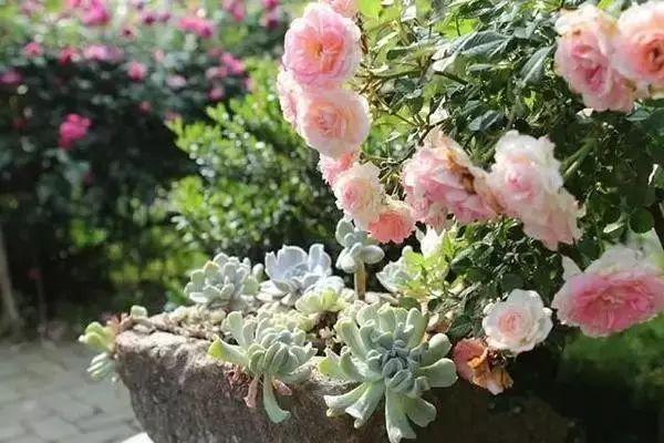 多多花园——没有围墙的私家花园,太撩人了