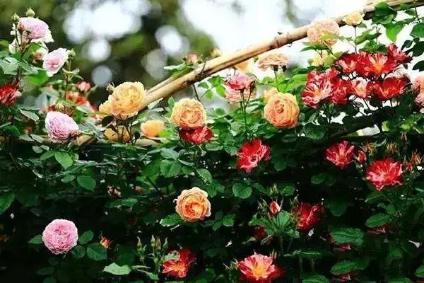 多多花园——没有围墙的私家花园,太撩人了