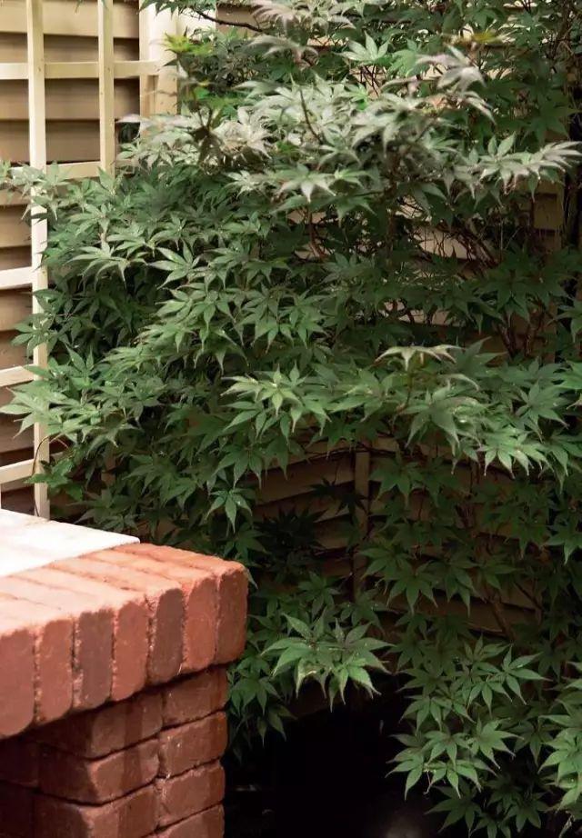 20㎡小花园极致规划,美得合理实在