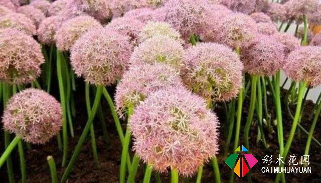 庭院花园“植物配置”六大秘诀，造一座个性的美丽花园