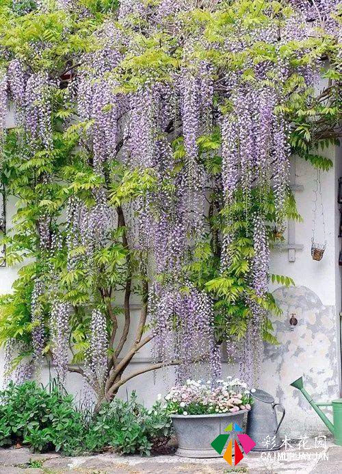 庭院花园“植物配置”六大秘诀，造一座个性的美丽花园