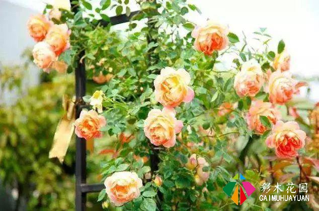 庭院花园“植物配置”六大秘诀，造一座个性的美丽花园