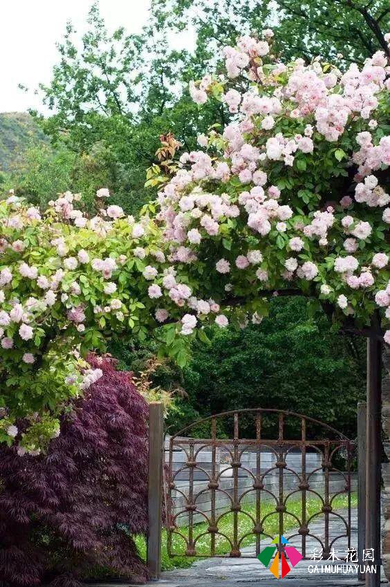 庭院花园“植物配置”六大秘诀，造一座个性的美丽花园
