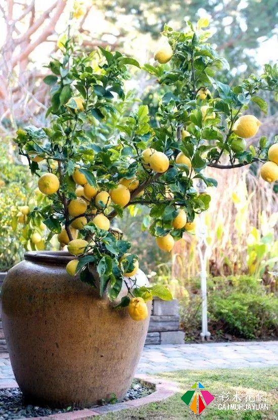 庭院花园“植物配置”六大秘诀，造一座个性的美丽花园
