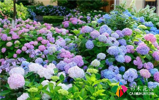 庭院花园“植物配置”六大秘诀，造一座个性的美丽花园