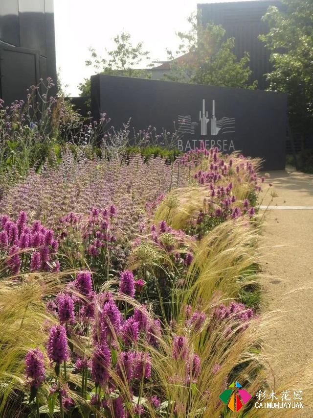 观赏草在小庭院设计中的应用方法，你知道多少？