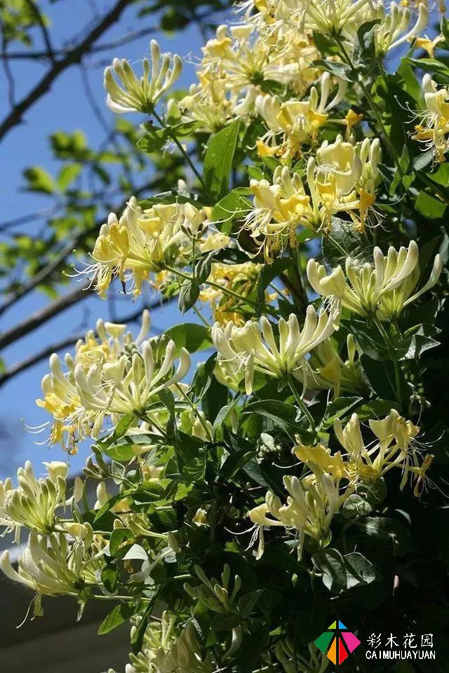 巧用藤本植物，花开满墙不是梦