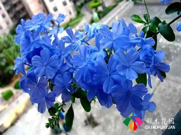 巧用藤本植物，花开满墙不是梦