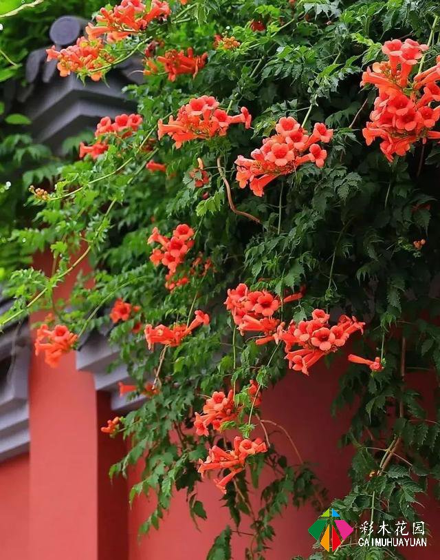 巧用藤本植物，花开满墙不是梦