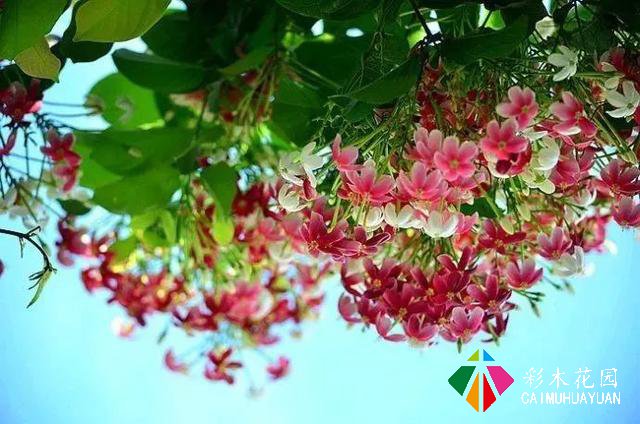 巧用藤本植物，花开满墙不是梦