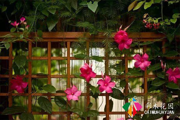 巧用藤本植物，花开满墙不是梦