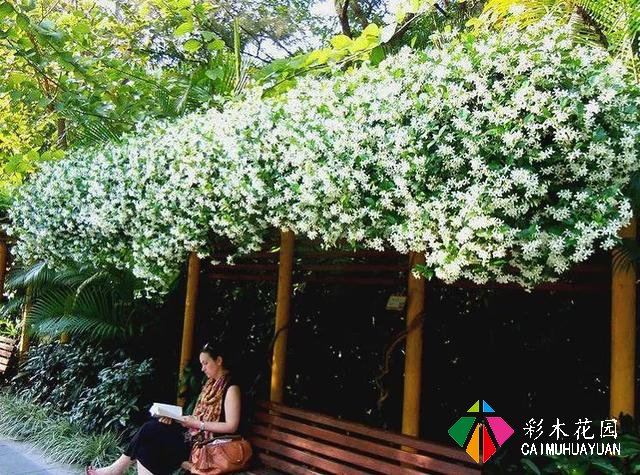 巧用藤本植物，花开满墙不是梦