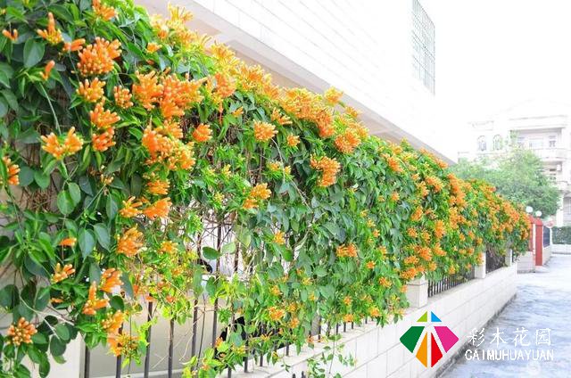 巧用藤本植物，花开满墙不是梦