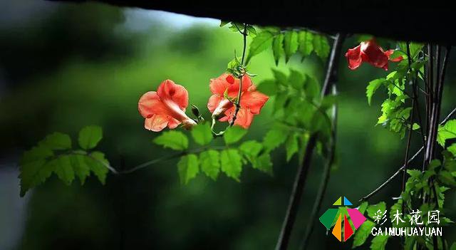 巧用藤本植物，花开满墙不是梦