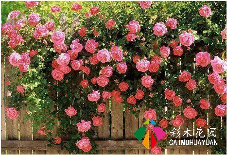 巧用藤本植物，花开满墙不是梦