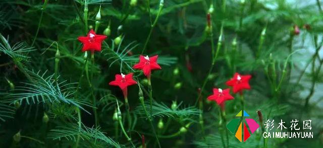 巧用藤本植物，花开满墙不是梦