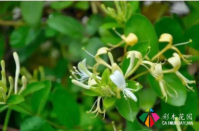 巧用藤本植物，花开满墙不是梦