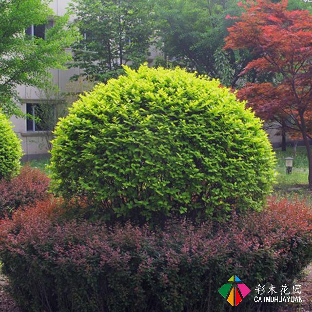 如何用植物装点你的花园露台，你的家？