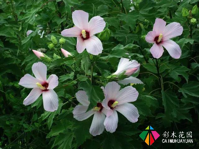 如何用植物装点你的花园露台，你的家？