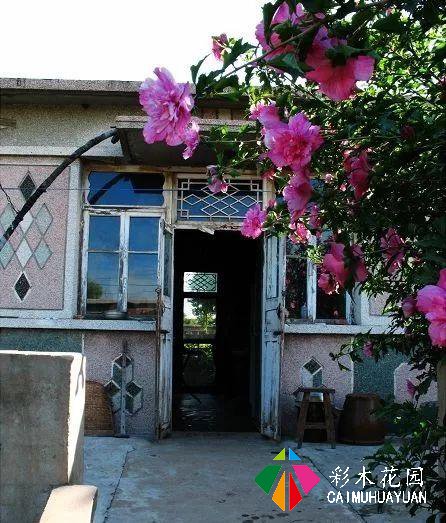 乡下的院子，为什么让人这么喜欢？