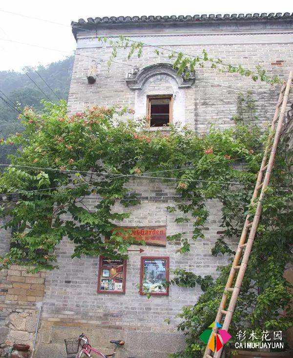 老外改的乡村民宿如此火热？他说：我打算在这里住一辈子