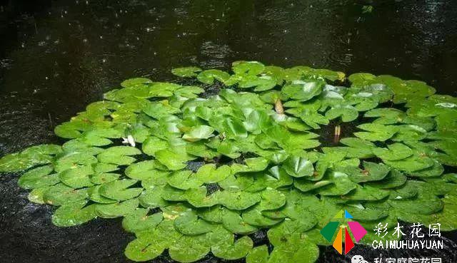 疫情还在蔓延全球，何不在家，造个“接地气”的私家庭院？