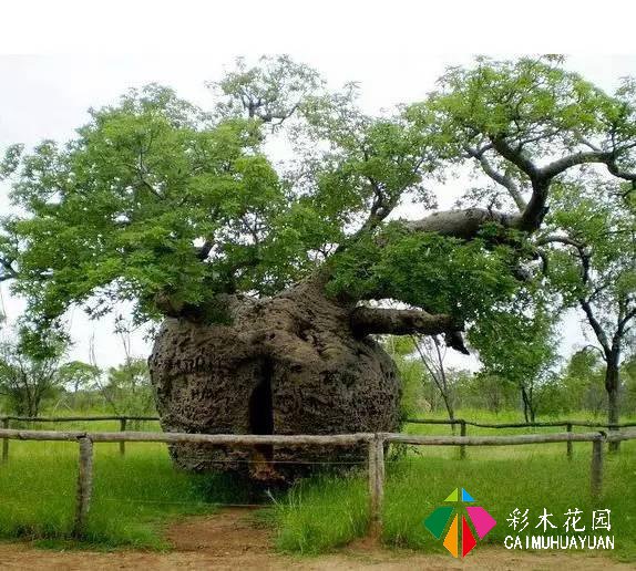 庭院植树——全球最著名的十五棵树，给您家的子孙来一棵么？