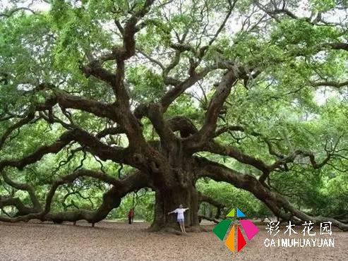 庭院植树——全球最著名的十五棵树，给您家的子孙来一棵么？