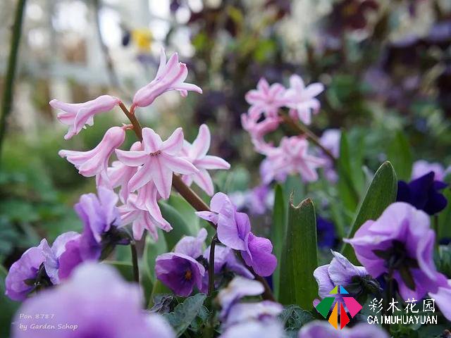 ぽんYoshie私家花园的4月生长情况