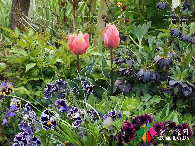 ぽんYoshie私家花园的4月生长情况