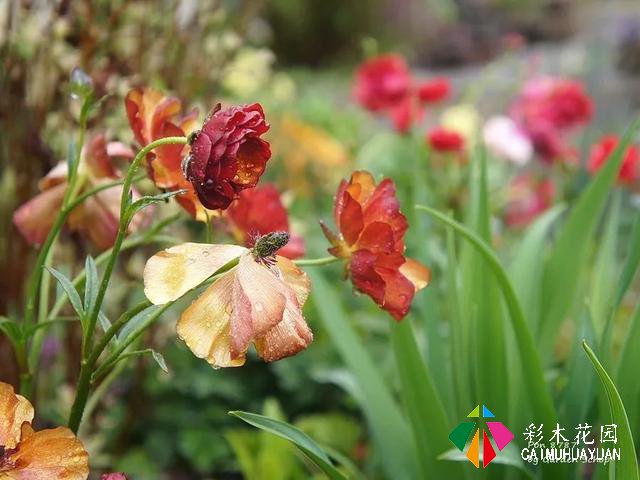 ぽんYoshie私家花园的4月生长情况