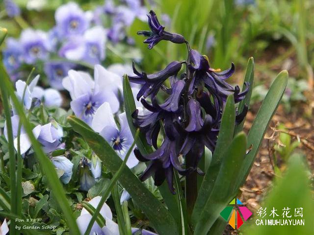 ぽんYoshie私家花园的4月生长情况