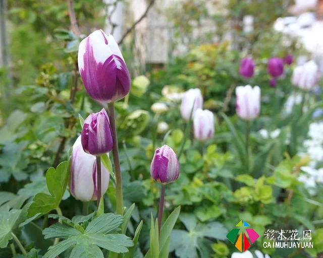 ぽんYoshie私家花园的4月生长情况